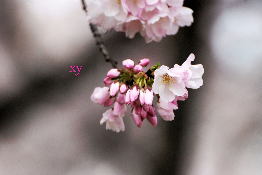 Cherry blossoms reach peak bloom in Washington D.C.