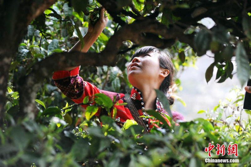 Price of Pu'er tea rises by 40 pct during 2014 spring tea harvest