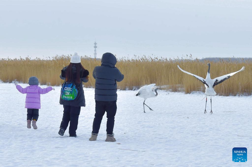 People watch red-crowned cranes at Zhalong National Nature Reserve in China's Heilongjiang