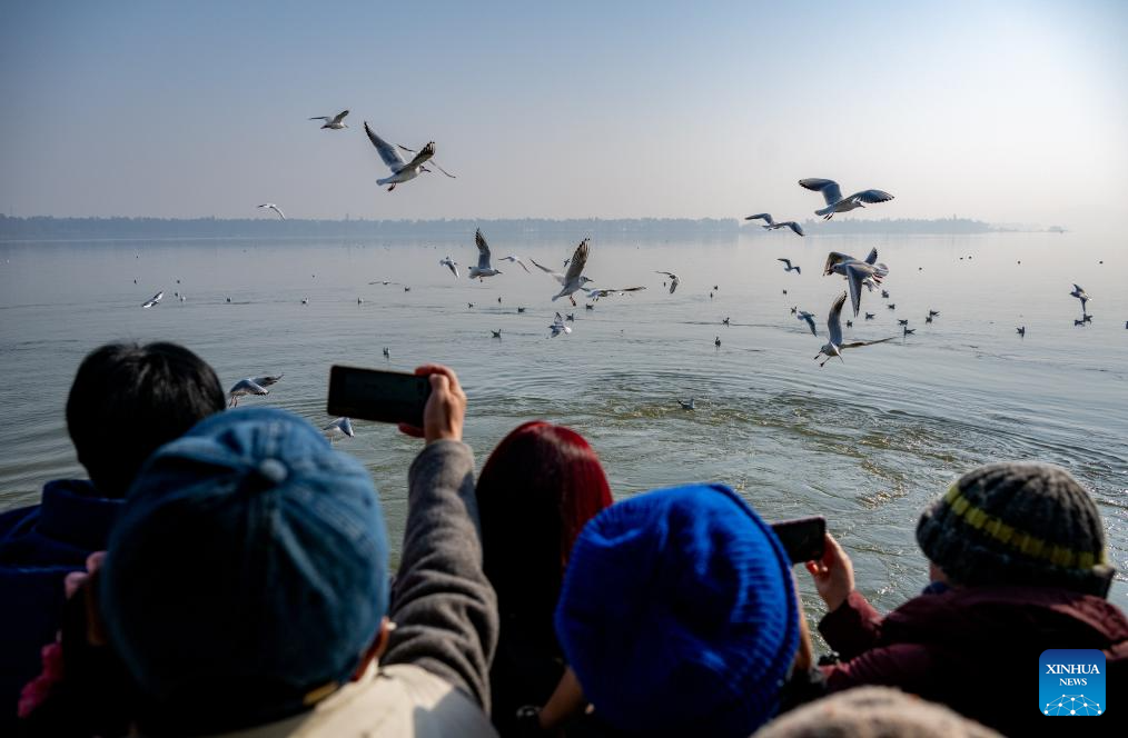 Wintering red-billed gulls arrive in Donghu Lake scenic spot in Wuhan, C China