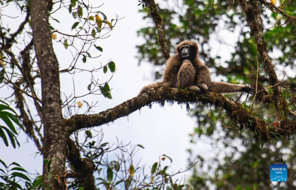 In pics: skywalker gibbons at Gaoligong Mountain, Yunnan (3) - People's  Daily Online