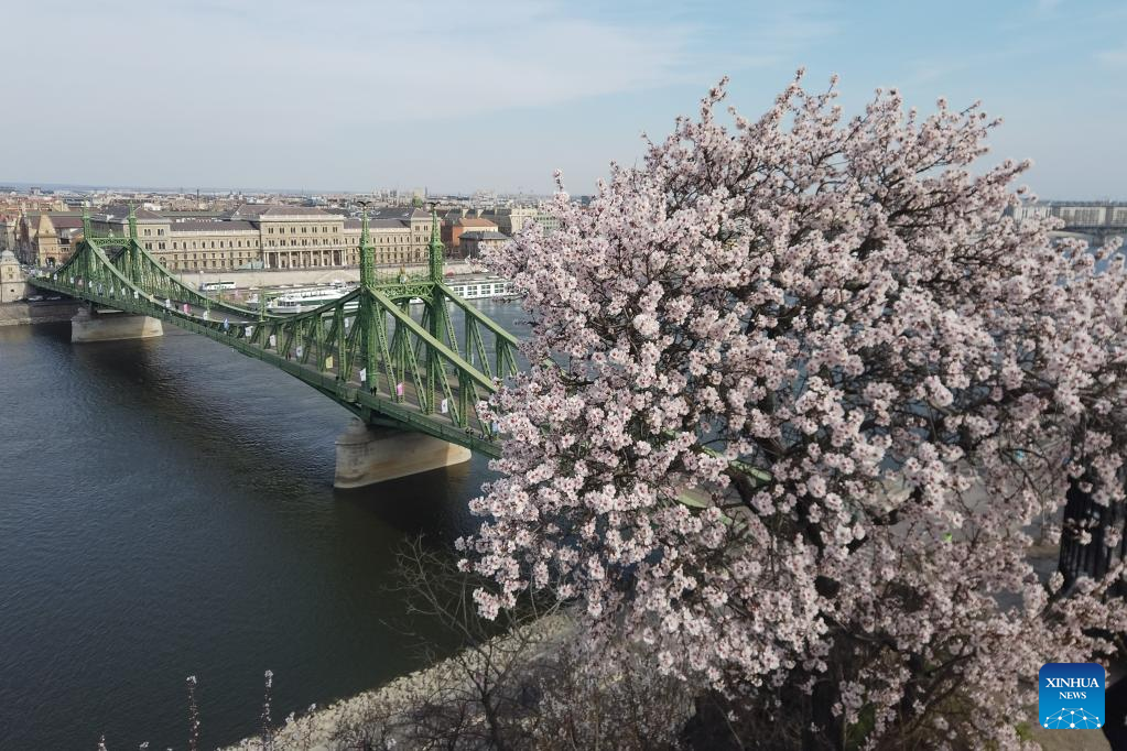 Almond tree blossom in Budapest