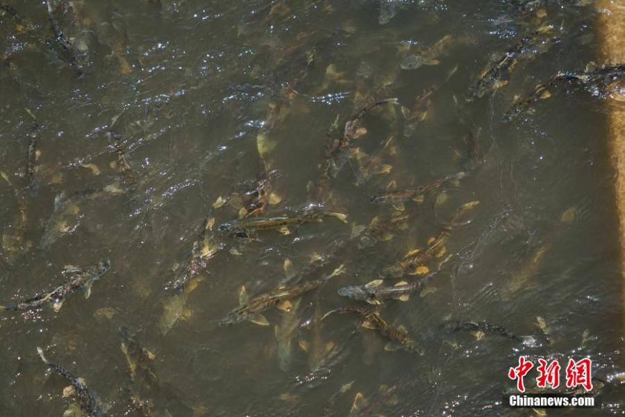 Naked Carps Swim Upstream To Spawn In Northwest China People S Daily Online