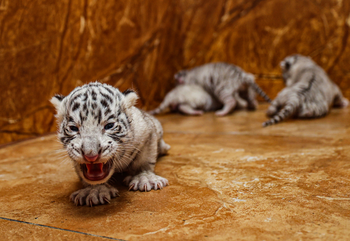 Four tiger cubs greet the world in Rongcheng, Shandong