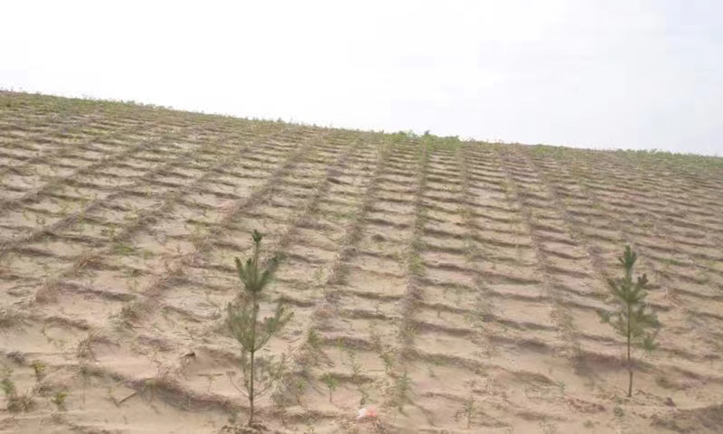 Grass grids built in 2000. File photo: courtesy of Yujing branch of Shaanxi Transportation Holding