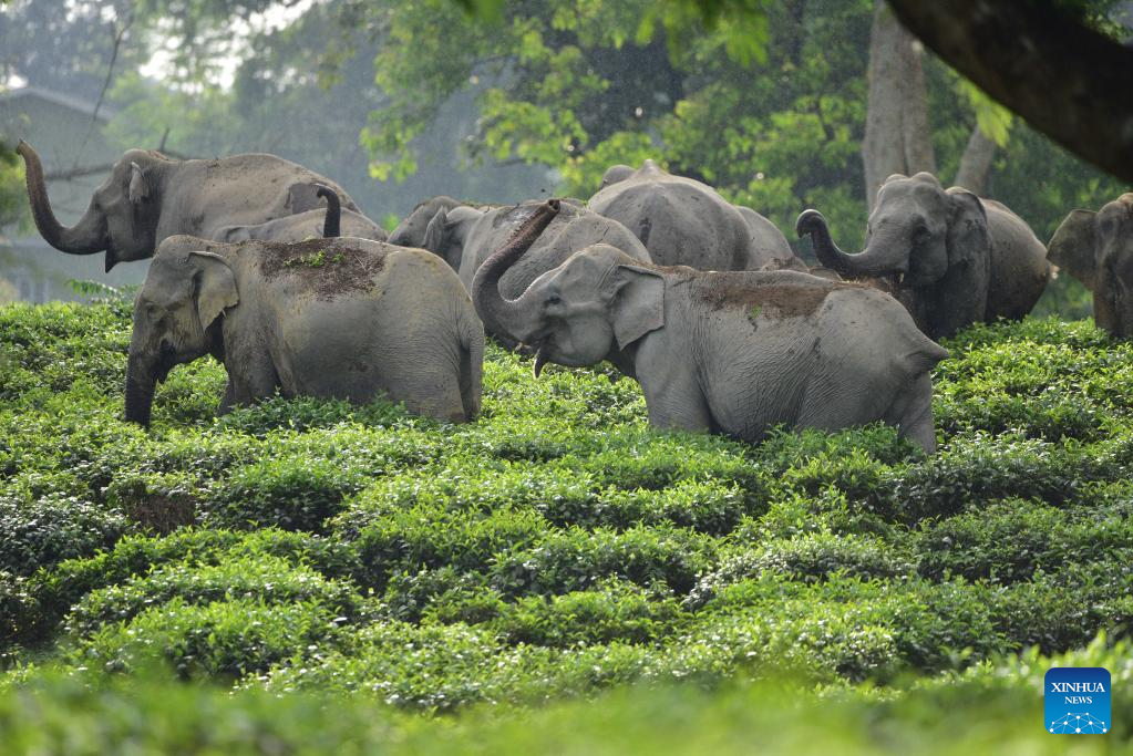 Wild elephants seen in Assam, India - People's Daily Online