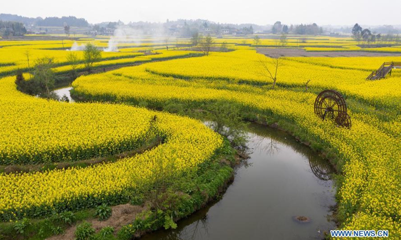 Aerial photo taken on March 14, 2021 shows the cole flower fields in Lianhua Village of Lexing Township in Anzhou of Mianyang, southwest China's Sichuan Province. Various measures such as organizing farming experience activities and promoting local specialties online and offline have been taken to achieve rural vitalization.Photo:Xinhua