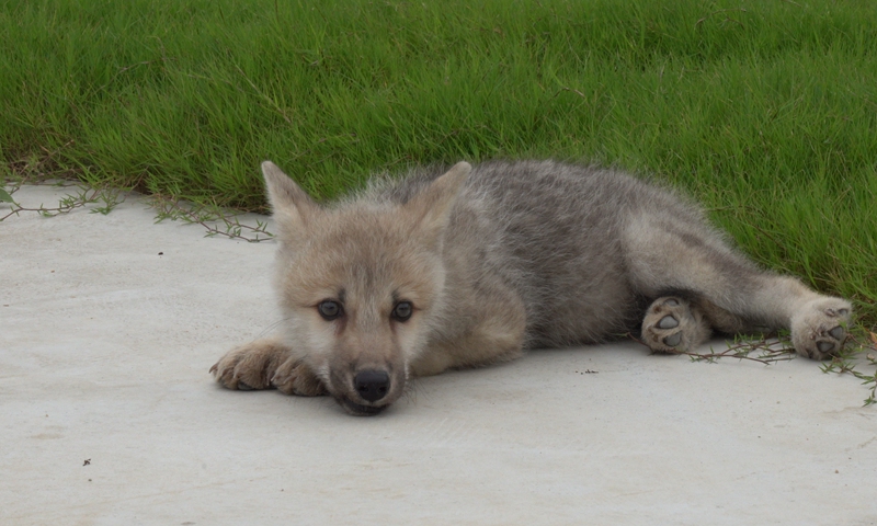 The world's first cloned wild arctic wolf - Maya - lies besides the lawn, shows a video released by the Beijing-based Sinogene Biotechnology Co on Monday marking the debut of the wolf 100 days after its birth in a Beijing lab. Photo: Courtesy of Sinogene Biotechnology Co
