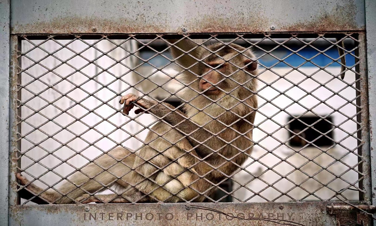 Picture of monkeys rescued by the Nuozhadu hydropower station. Photo: courtesy of Zhang Weijia