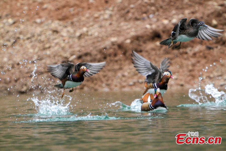Mandarin ducks enjoy winter in Guizhou