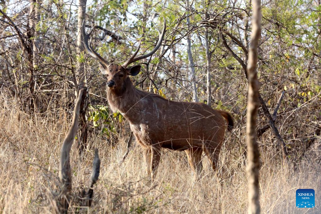 Wildlife at Panna National Park in Madhya Pradesh, India - People's Daily  Online