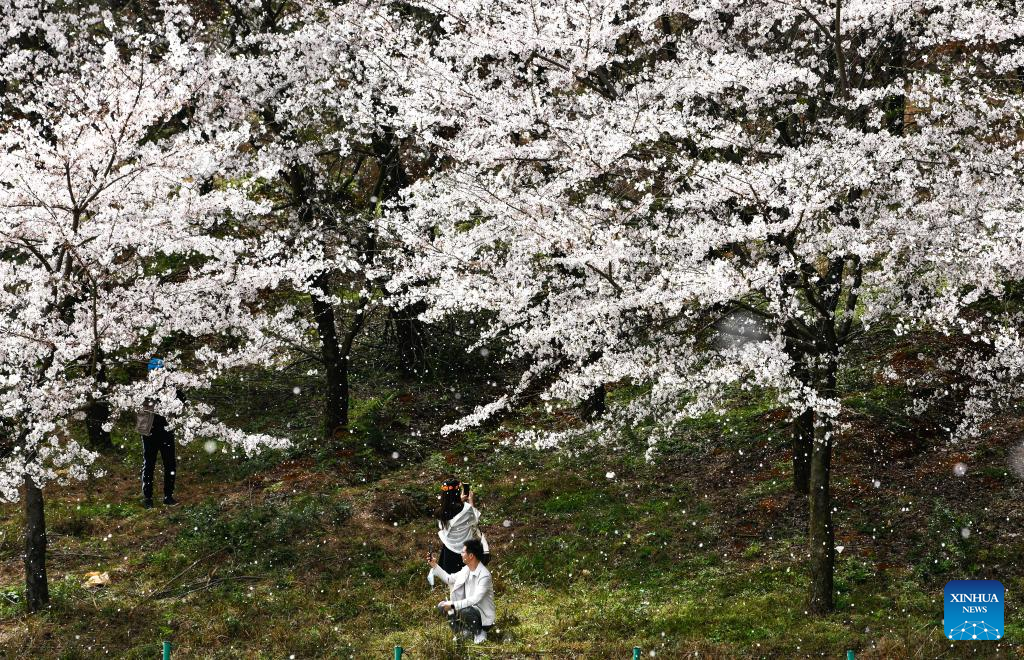 Blooming cherry blossoms attract tourists in Guizhou, SW China
