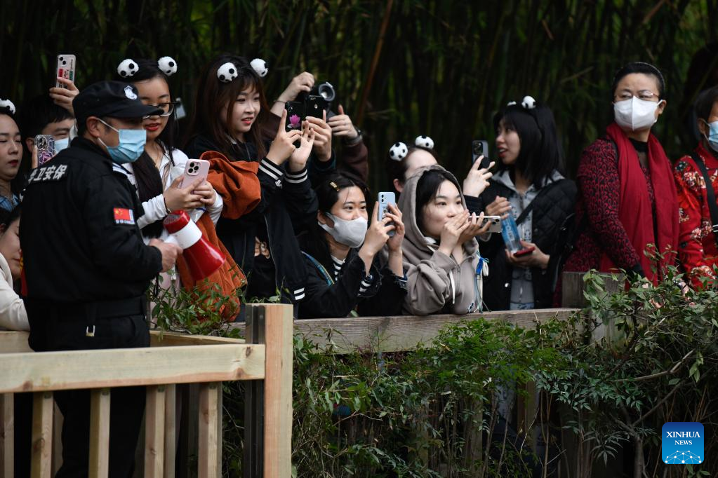 In pics: giant pandas in Chengdu, SW China