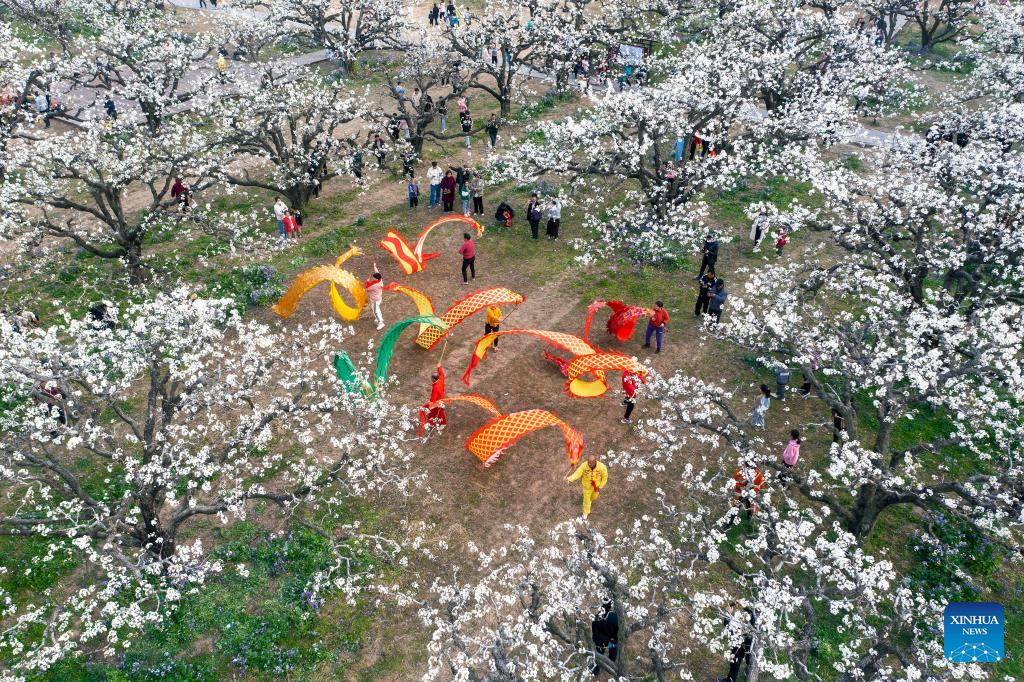 Pear trees enter full bloom in Anhui, E China