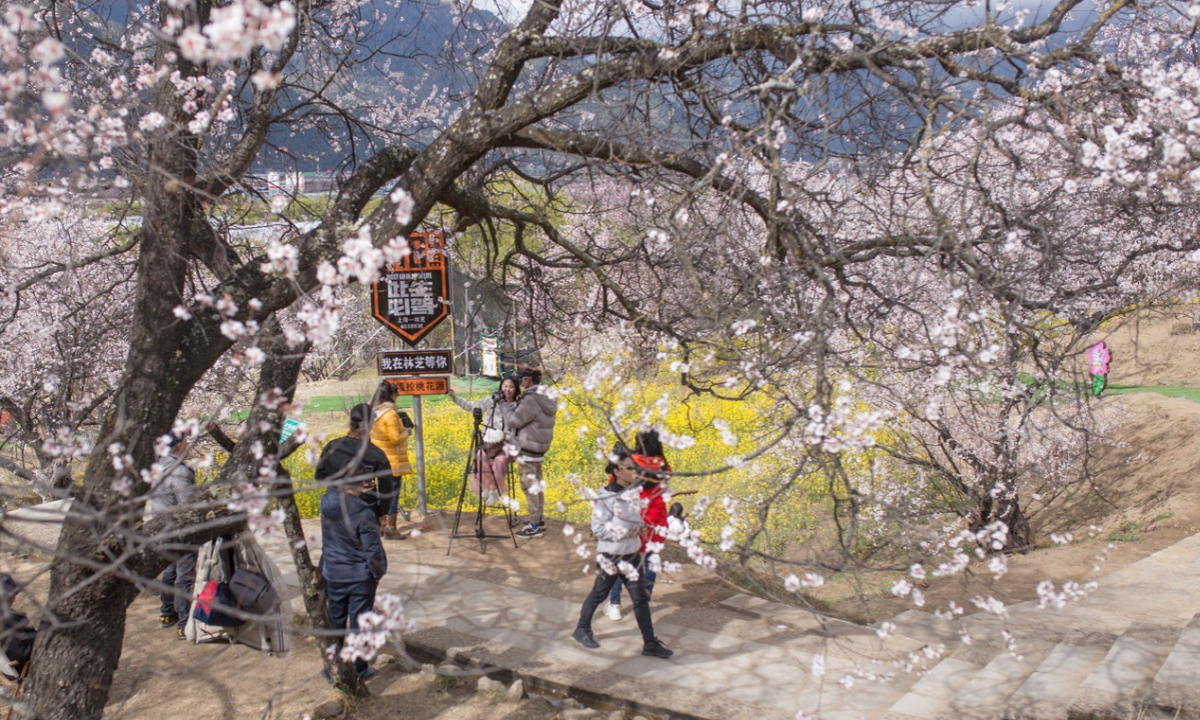 Tourists enjoy the pink sea of peach blossoms in Galai village, Nyingchi prefecture of SW China’s Xizang Autonomous Region on March 26, 2023 Photo: Shan Jie/GT