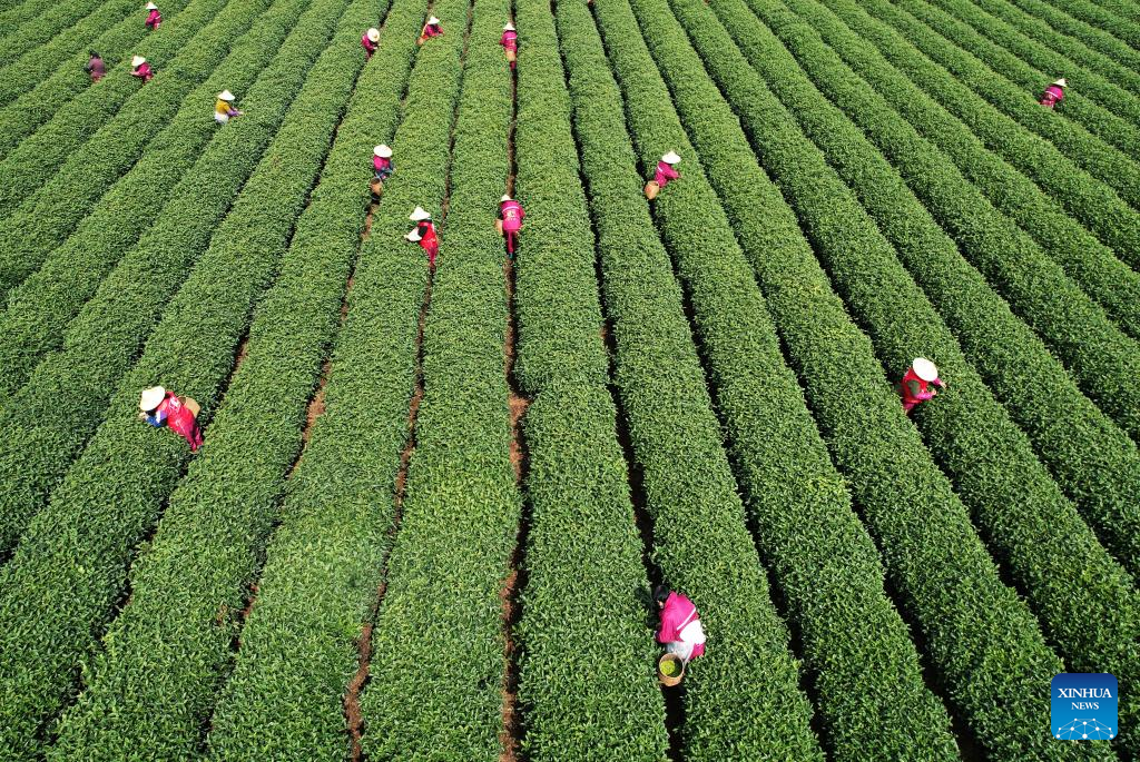 Workers busy harvesting tea leaves before Qingming Festival