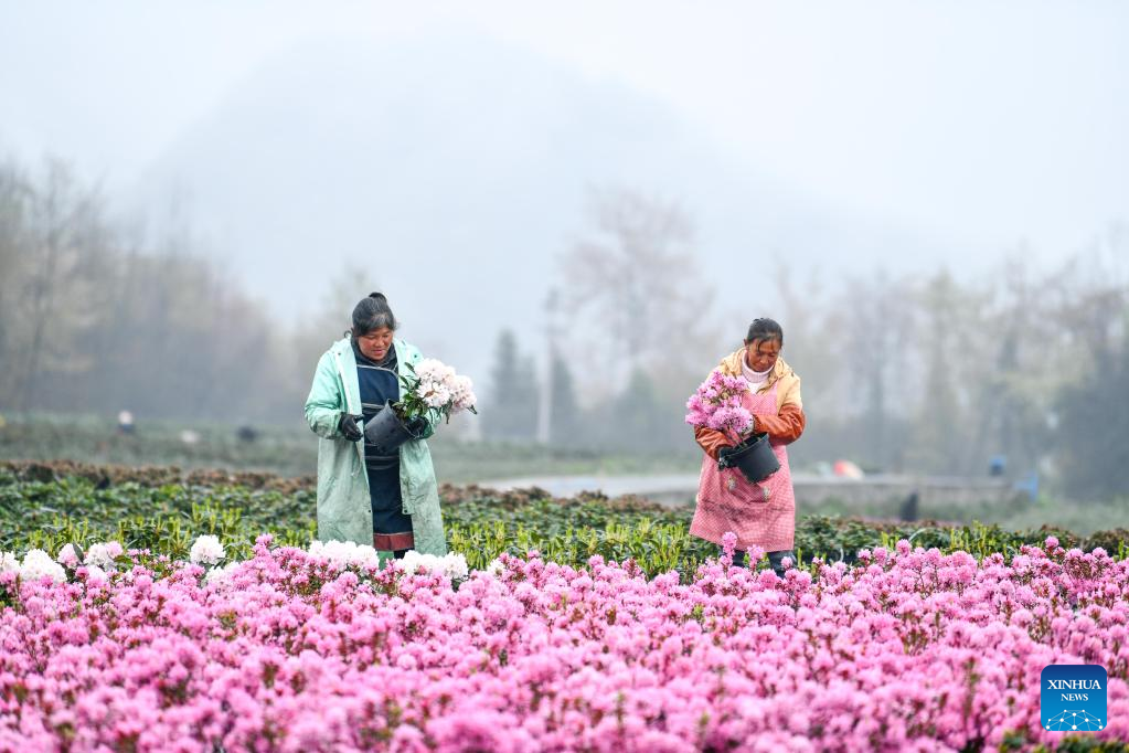 Guizhou cultivates alpine flower species to boost rural revitalization