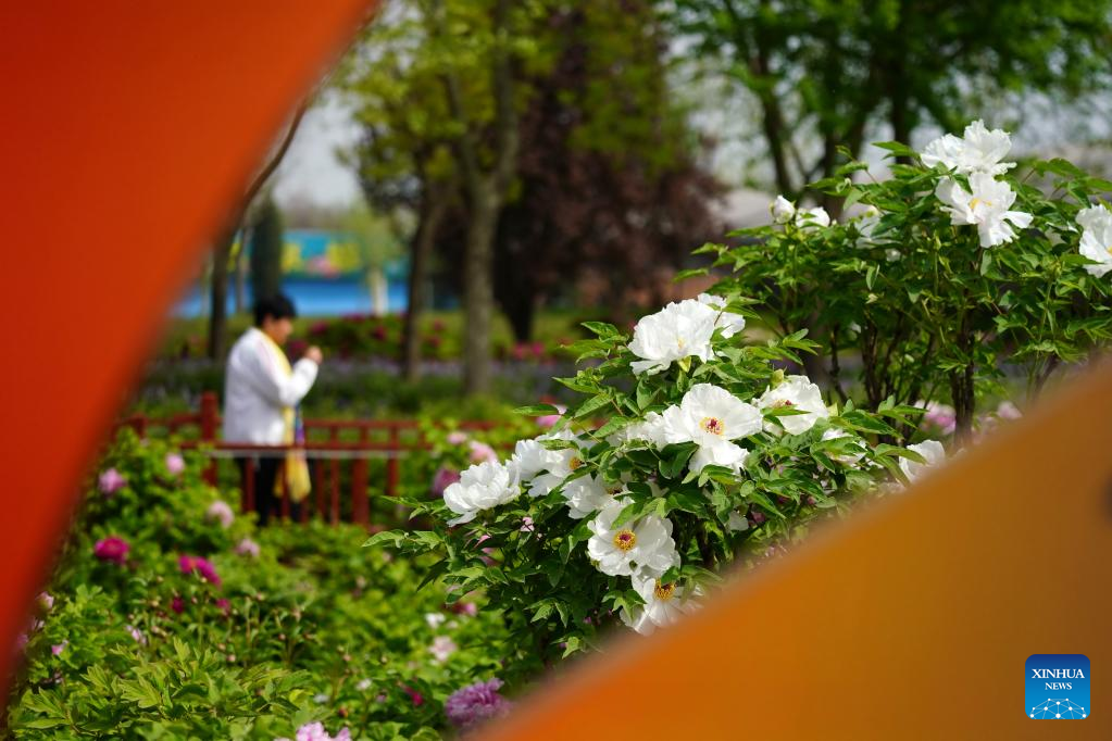 Peony flowers attract visitors to China's Baixiang