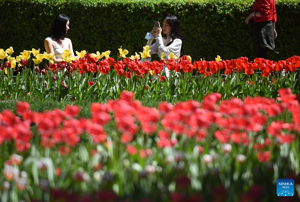 Tulips in full blossom at Zhongshan Park in Beijing