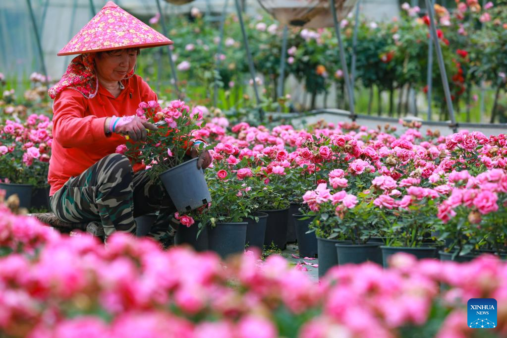 Flower industry blooms in early summer in China