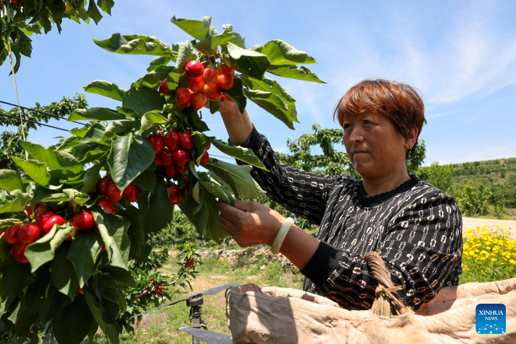 Small town in E China witnesses booming cherry sales