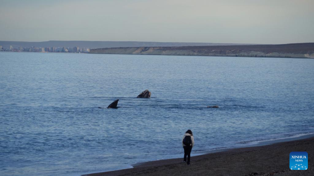 Tourists observe southern right whales in Puerto Madryn, Argentina