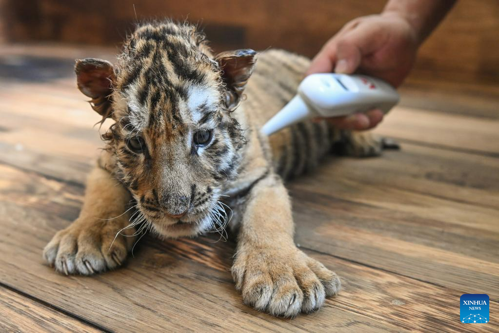 InPics: Over 10 newborn Siberian tiger cubs born in northeast China's  breeding base this year-Xinhua