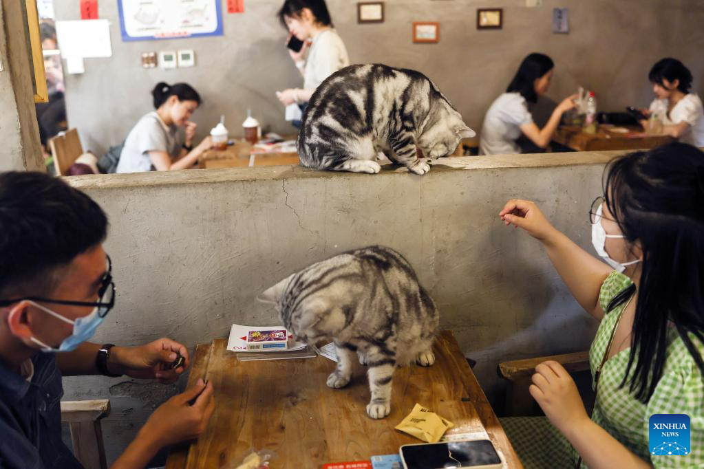 Cat cafe gains popularity in Beijing