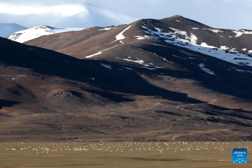 Tibetan antelopes enter peak season of reproducing in Xinjiang Altun Mountains National Nature Reserve
