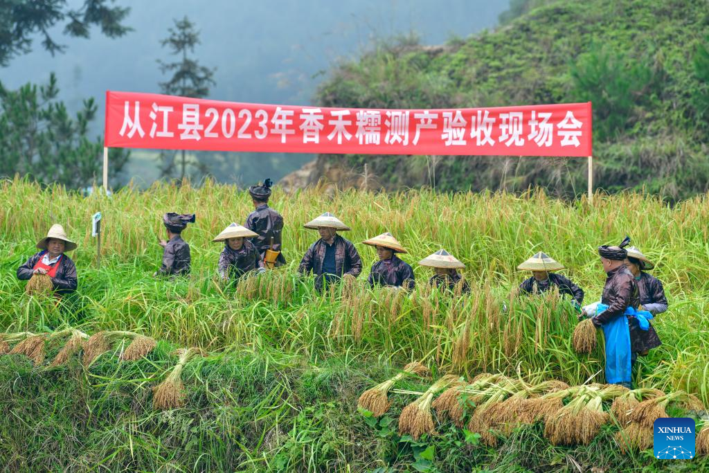 Villagers harvest glutinous rice in China's Guizhou