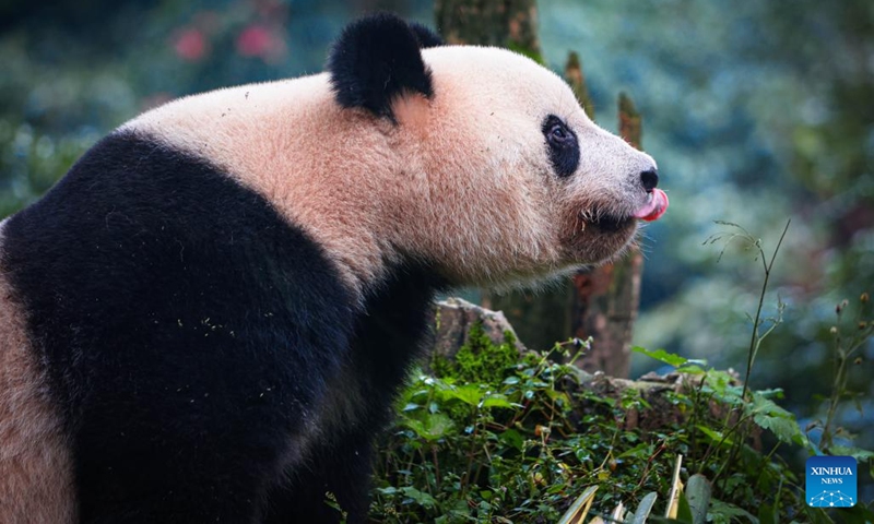 This photo taken on Oct. 8, 2023 shows giant panda Xiang Xiang at the Bifengxia Giant Panda Base in Ya'an, southwest China's Sichuan Province. Female giant panda Xiang Xiang met the public at the Bifengxia Giant Panda Base in Ya'an on Sunday. The panda left Ueno Zoo in Tokyo of Japan on Feb. 21, 2023 and flied back to China, her home country.(Photo: Xinhua)