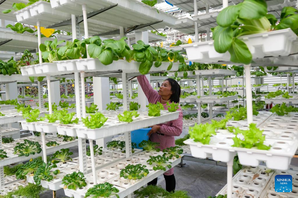 China's Changji advances intelligent farming to raise yield, quality of farm products