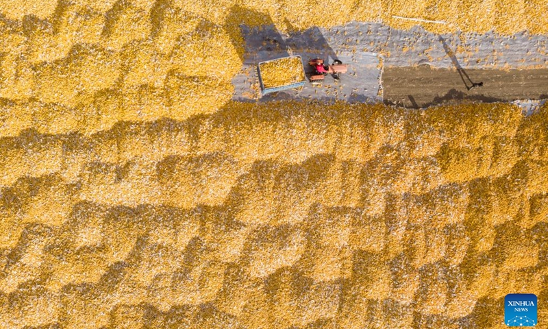 This aerial photo taken on Oct. 19, 2023 shows a villager drying harvested corns at Dongsheng Village of Zhaodong City, northeast China's Heilongjiang Province. Heilongjiang has remained China's top grain producer for 13 consecutive years. The total grain output of Heilongjiang accounted for 11.3 percent of China's national grain output in 2022.(Photo: Xinhua)