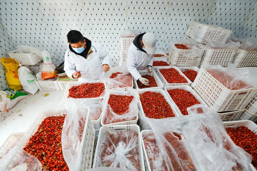Xinjiang sees record number of high