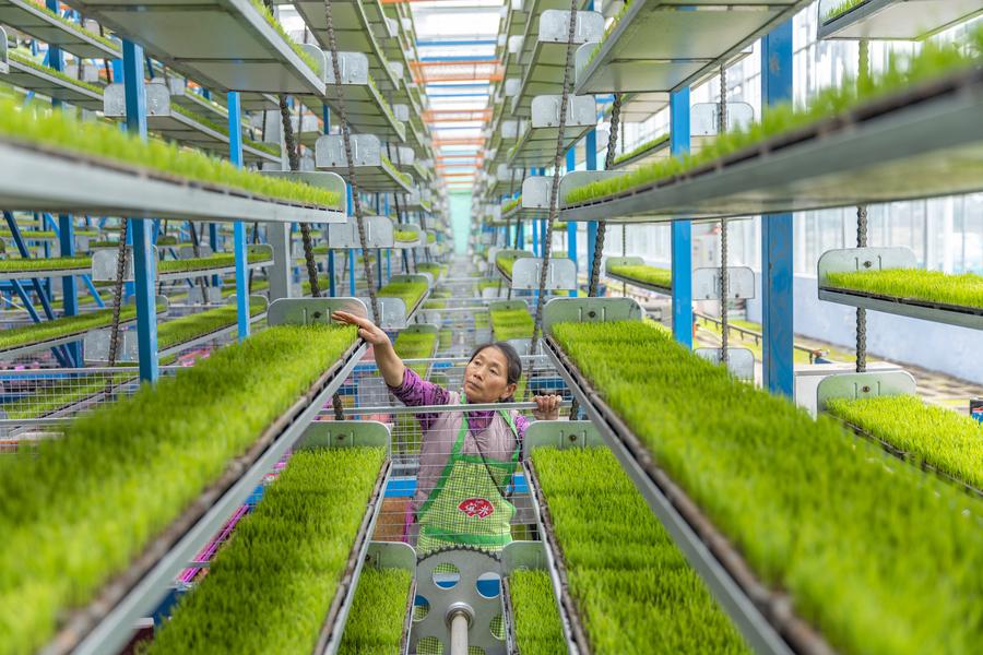 Intelligent seedling breeding base enhances spring farming efficiency in Chongqing