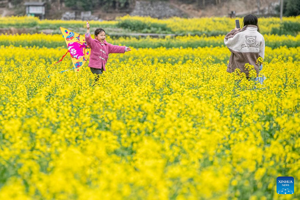 Scenery of yellow canola flowers in town of Chongqing, SW China