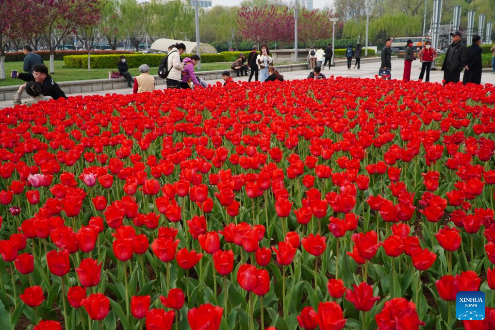 People enjoy blooming tulips in Jinan, east China's Shandong