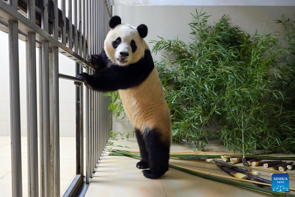 Giant panda Fu Bao transported to base in Wolong National Nature Reserve for quarantine