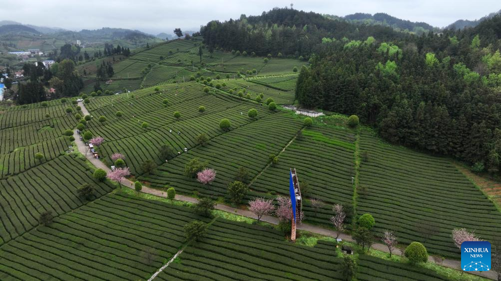 Farmers busy with harvesting, processing spring tea in SW China