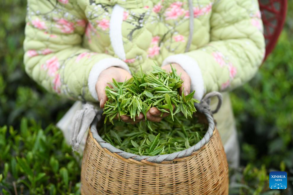 Farmers busy with harvesting, processing spring tea in SW China's Guizhou