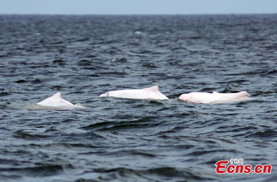 Chinese white dolphins spotted in Leizhou Bay