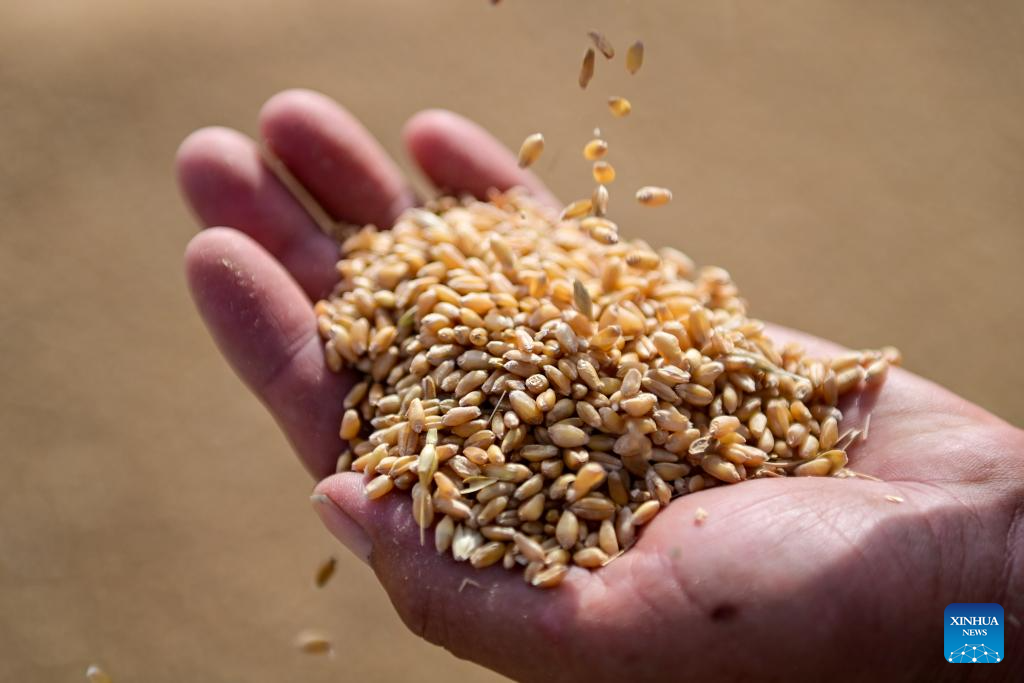 Major wheat production area in China's Xinjiang greets harvest season