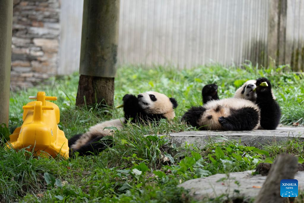 Special event held to celebrate birthdays of giant pandas in Sichuan