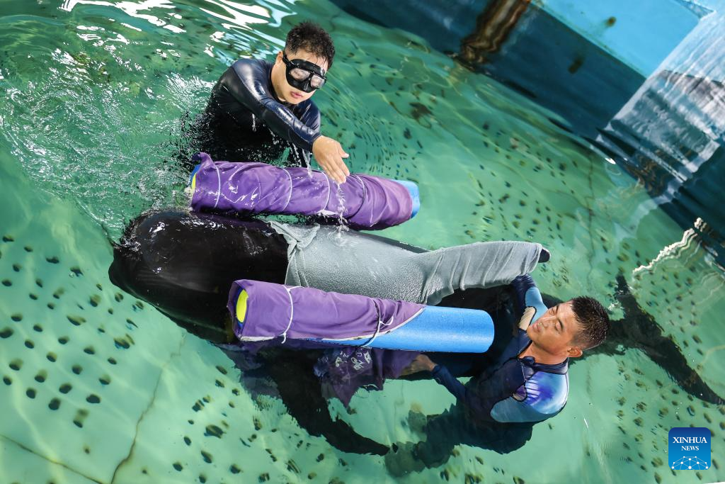 Stranded short-finned pilot whale under meticulous care in S China