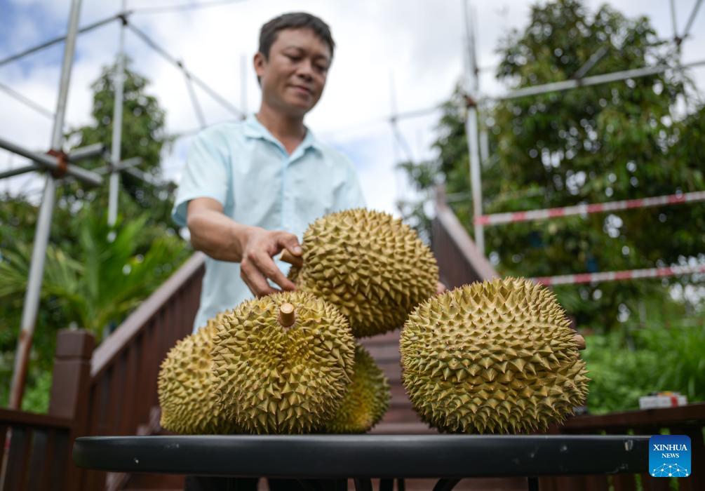Durian industry promotes rural revitalization in south China