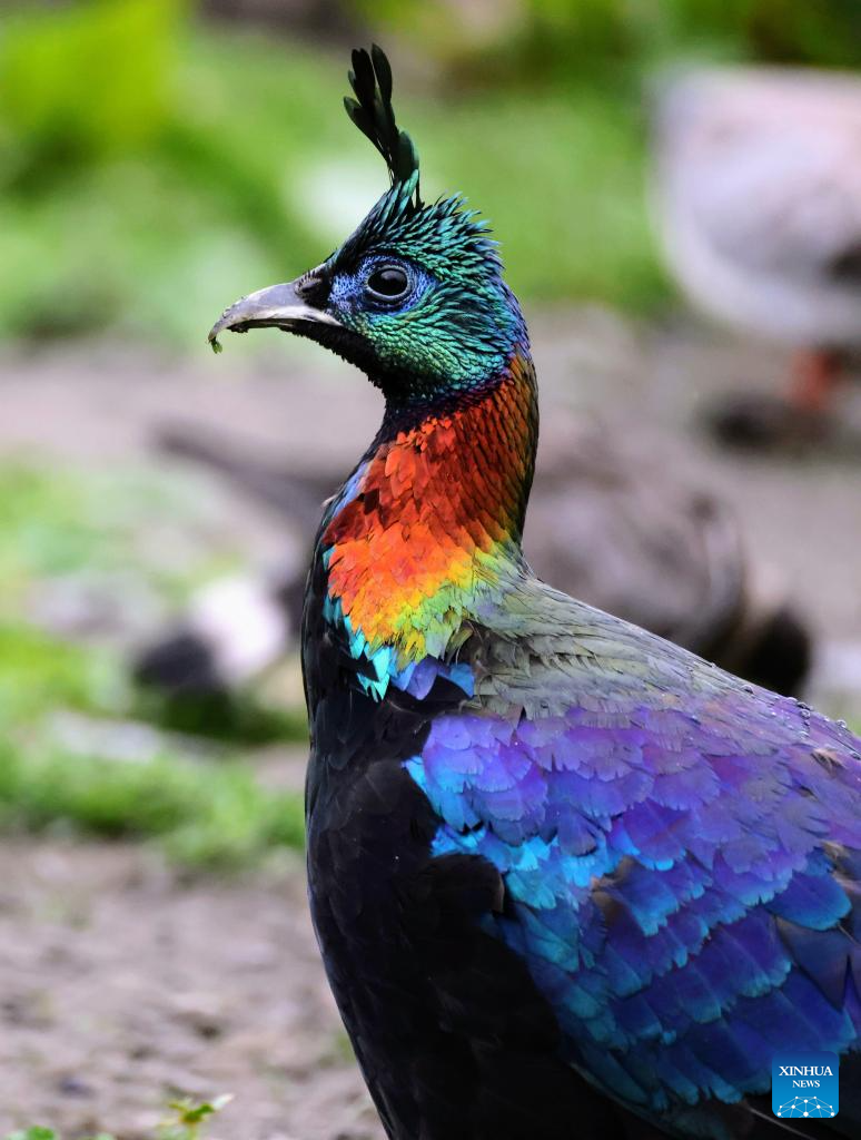 Himalayan monals, gorals spotted due to ecological protection in China's Xizang
