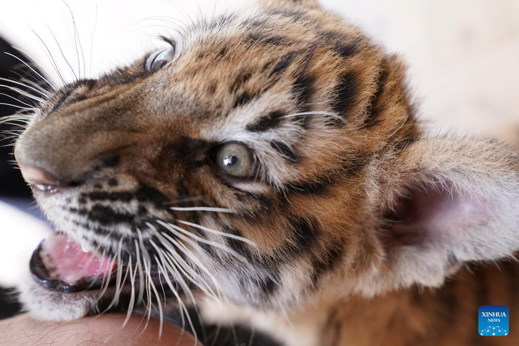 In pics: Siberian tiger cubs at wildlife zoo in China's Jiangxi