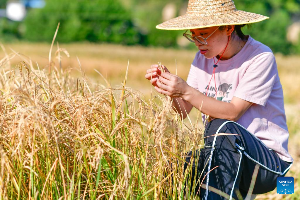 Young village worker helps villagers develop rice seed production industry in SW China