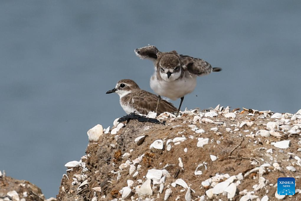 Hainan attracts migratory birds thanks to improved ecological environment