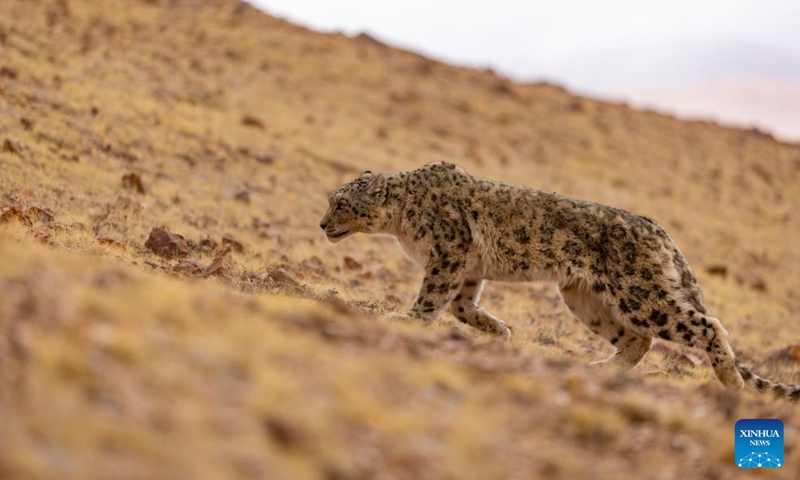 This photo taken on May 7, 2024 shows a released snow leopard at Changtang National Nature Reserve, southwest China's Xizang Autonomous Region. An adult snow leopard broke into a sheepfold and killed four sheep in Nyima County in Xizang on Sunday night and was captured by local wildlife conservation department the next early morning. The snow leopard was released into the wild at Changtang National Nature Reserve after physical check and confirmed healthy.(Photo: Xinhua)